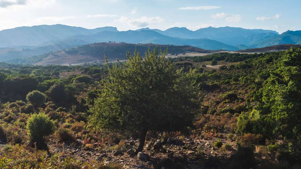 boschi della sardegna