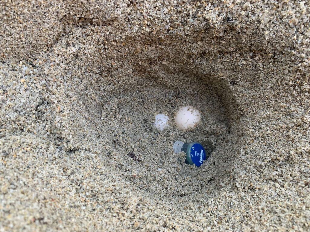 nidi-caretta-caretta-sardegna