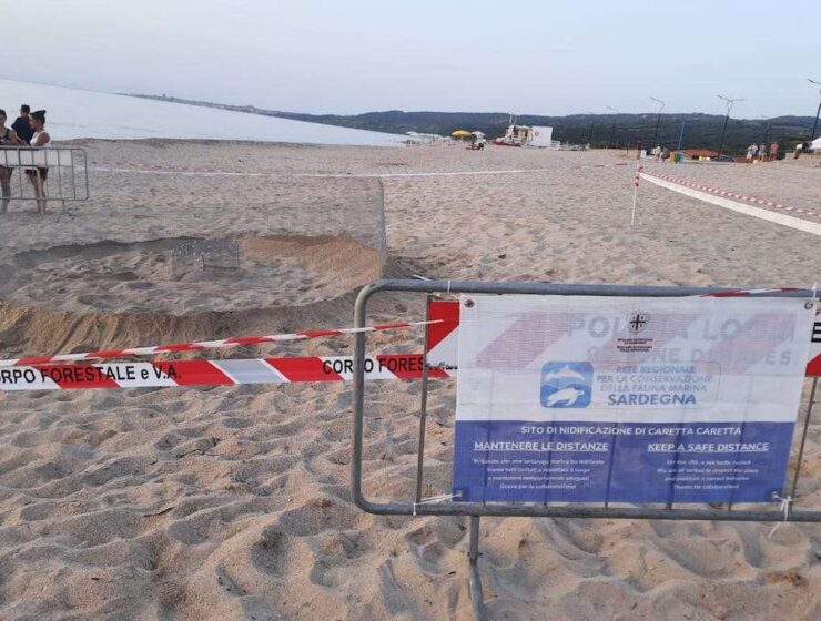 nidificazione tartarughe