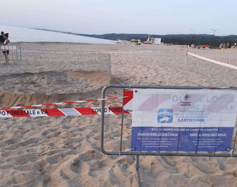 nidificazione tartarughe