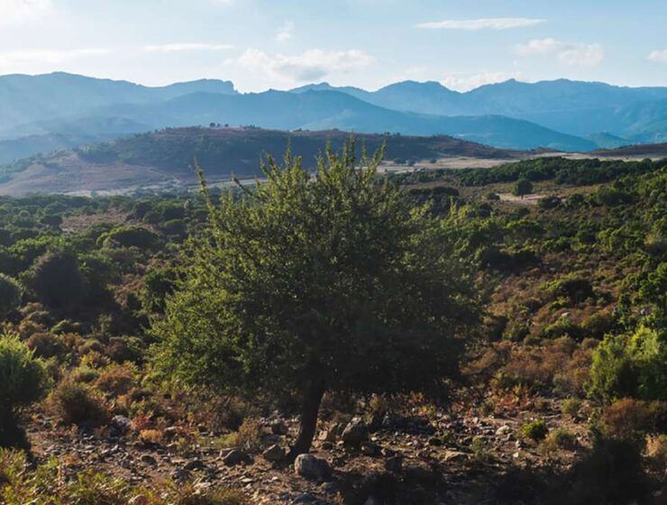 boschi della sardegna