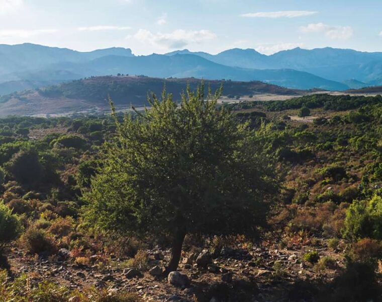 boschi della sardegna