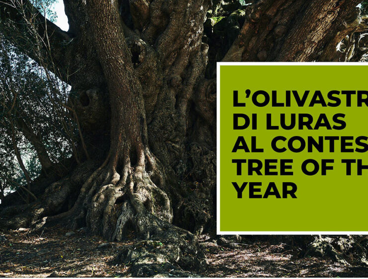 Olivastro-di-Luras