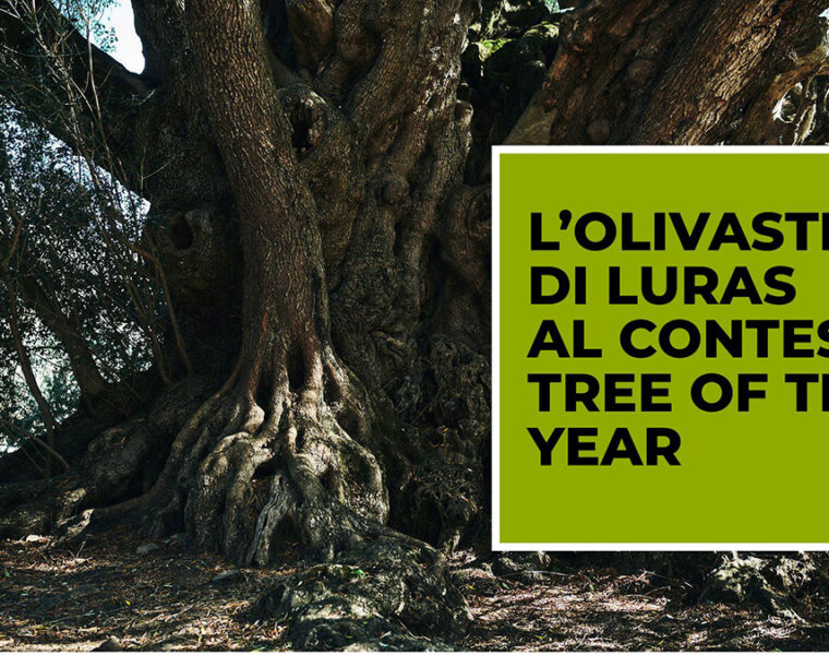 Olivastro-di-Luras